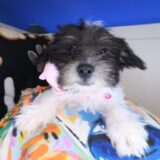 Breezy Morkie 01