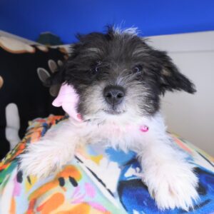 Breezy Morkie 01 Breezy Morkie 01