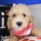 Brooke Goldendoodle 01