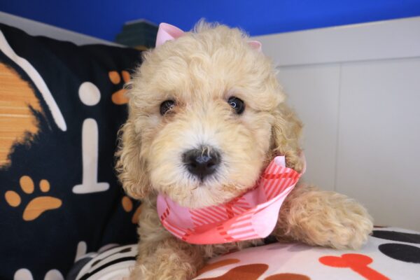 Brooke Goldendoodle 01