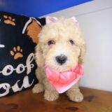 Brooke Goldendoodle 02