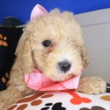 Brooke Goldendoodle 04