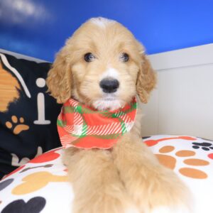 Bruiser Goldendoodle 01 Bruiser Goldendoodle 01