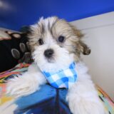 Brutus Teddy Bear 01