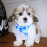Brutus Teddy Bear 02