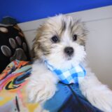 Brutus Teddy Bear 04