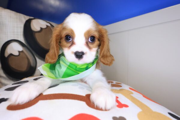 Bub Cavalier King Charles Spaniel 01