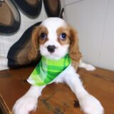 Bub Cavalier King Charles Spaniel 03