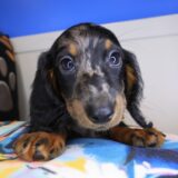 Bubba Dachshund 01
