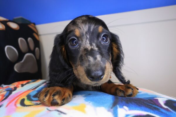 Bubba Dachshund 01