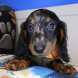 Bubba Dachshund 03