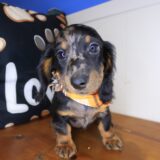 Bubba Dachshund 04