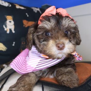Bunny Yorkiepoo 01 Bunny Yorkiepoo 01