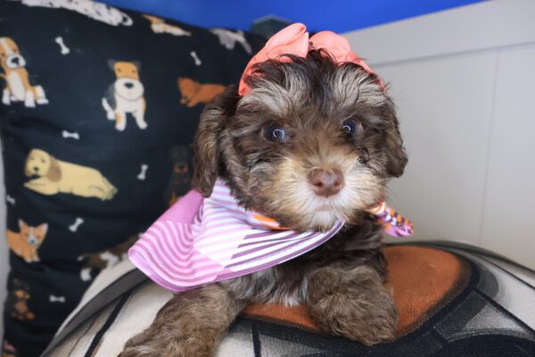 Bunny Yorkiepoo 01