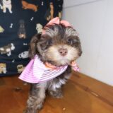 Bunny Yorkiepoo 02