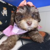 Bunny Yorkiepoo 03