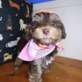 Bunny Yorkiepoo 04