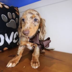 Button Dachshund 01 Button Dachshund 01