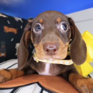 Cali Dachshund 01 Cali Dachshund 01