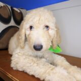 Catalina Goldendoodle 01