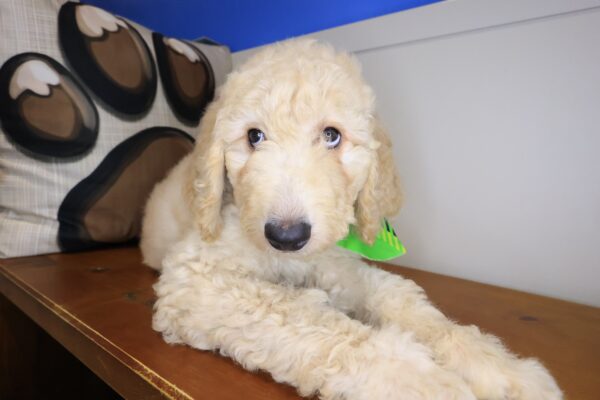 Catalina Goldendoodle 01