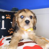 Chance Cocker Spaniel 01