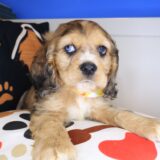 Chance Cocker Spaniel 02