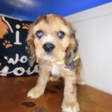 Chance Cocker Spaniel 03