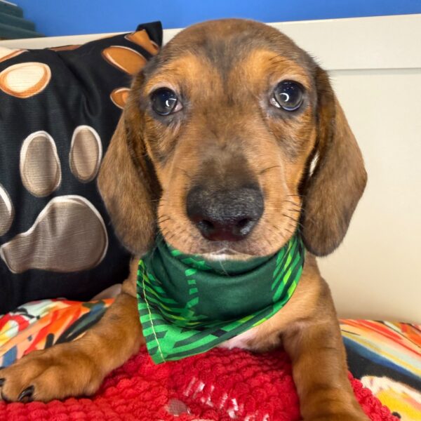 Chester Dachshund 01