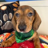 Chester Dachshund 02