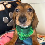 Chester Dachshund 03
