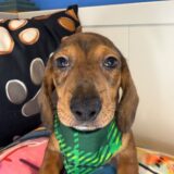 Chester Dachshund 04