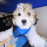 Chewie Teddy Bear 01
