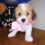 Coco Teddy Bear 01