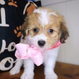 Coco Teddy Bear 03
