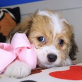 Coco Teddy Bear 04
