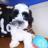 Cole Teddy Bear 02