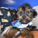 Confetti Yorkiepoo 01