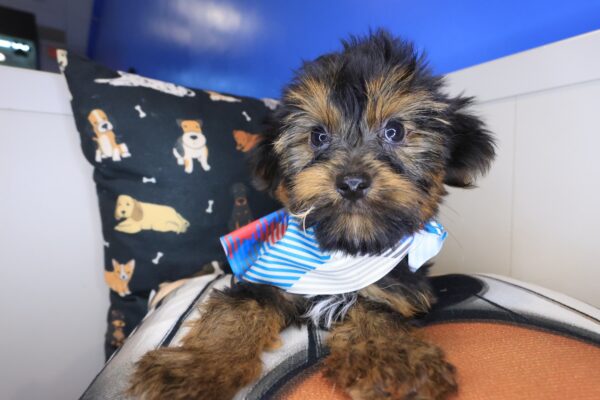 Confetti Yorkiepoo 01
