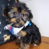 Confetti Yorkiepoo 02