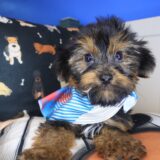 Confetti Yorkiepoo 03