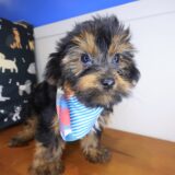 Confetti Yorkiepoo 04