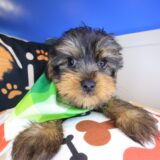 Copper Yorkshire Terrier 01