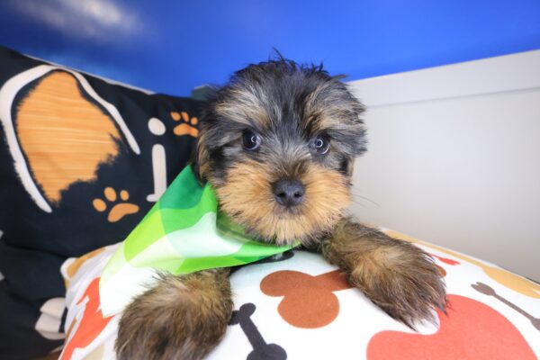 Copper Yorkshire Terrier 01