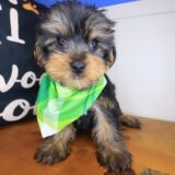 Copper Yorkshire Terrier 02