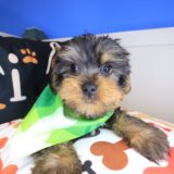 Copper Yorkshire Terrier 03