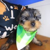 Copper Yorkshire Terrier 04