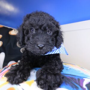 Corey Bichapoo 01 Corey Bichapoo 01