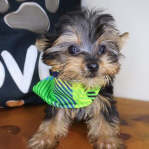 Crusoe Yorkshire Terrier 01 Crusoe Yorkshire Terrier 01