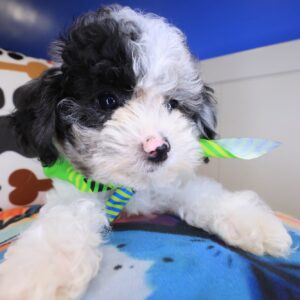 Cyrus Poodle 01 Cyrus Poodle 01